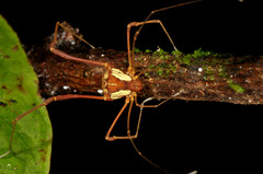 Cynorta bromeliacia