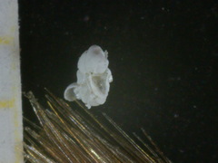 Lobatula lobatula