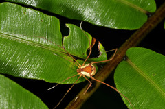 Cynorta bromeliacia