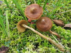 Cortinarius tubarius