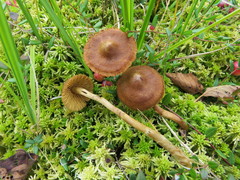 Cortinarius tubarius
