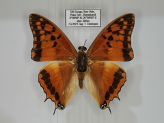 Charaxes boueti boueti