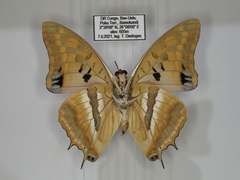 Charaxes boueti boueti