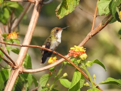 Lophornis gouldii