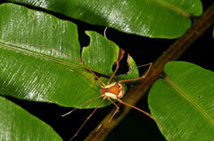 Cynorta bromeliacia
