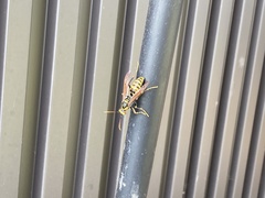 Polistes jokahamae