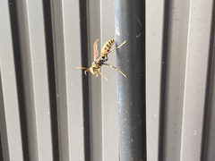 Polistes jokahamae