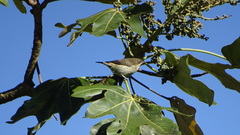 Dacnis hartlaubi