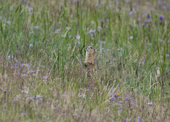 Urocitellus undulatus