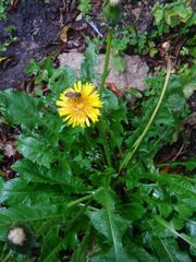 Apis mellifera
