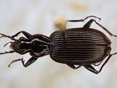 Platynus decentis