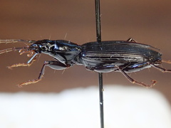 Platynus decentis