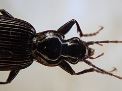 Platynus decentis