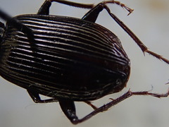 Platynus decentis