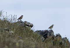 Oenanthe oenanthe