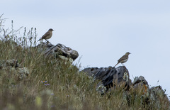Anthus campestris
