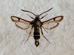Bembecia puella