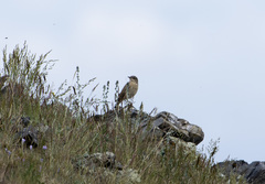 Oenanthe oenanthe