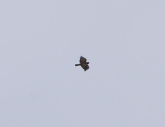 Buteo hemilasius