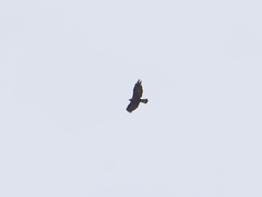 Buteo hemilasius