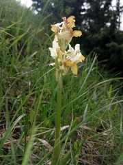 Orchis pauciflora