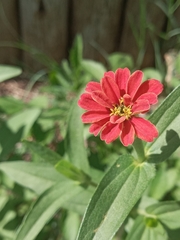 Zinnia peruviana