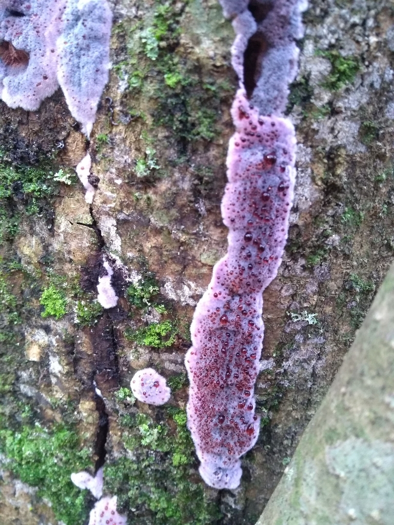 Punctularia atropurpurascens · July 2019 · photo: © seba_fornes (iNaturalist, cc-by)