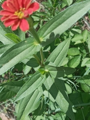 Zinnia peruviana