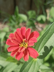 Zinnia peruviana