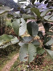 Alnus nepalensis