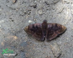 Pellicia costimacula