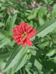 Zinnia peruviana