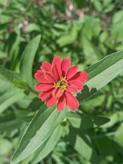 Zinnia peruviana