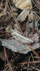 Eumigus cucullatus