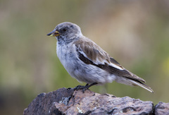 White-Winged Snowfinch photo 4