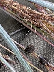Claviceps pusilla
