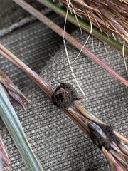 Claviceps pusilla