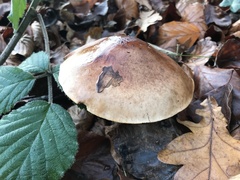 Tricholoma ustale