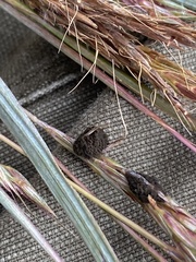Claviceps pusilla