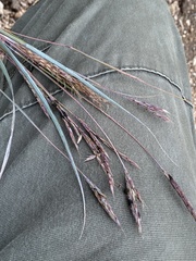 Claviceps pusilla