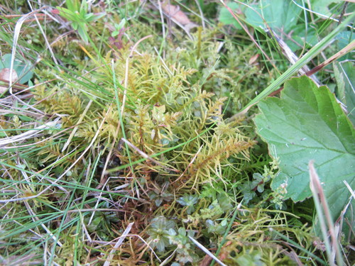 Image of Helodium blandovii by (c) Grzegorz Grzejszczak, some rights reserved (CC BY-SA)