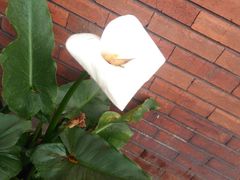 Zantedeschia aethiopica