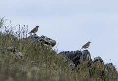 Oenanthe oenanthe