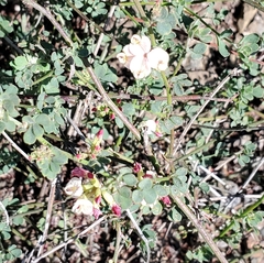 Acmispon cytisoides