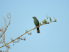 Cyanoloxia glaucocaerulea