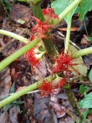 Glossoloma medusaeum