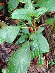 Glossoloma medusaeum