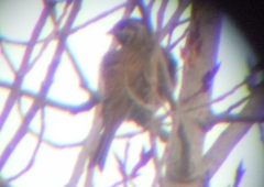 Emberiza leucocephalos