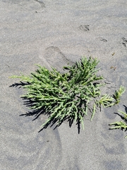 Salicornia neei