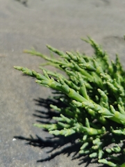 Salicornia neei